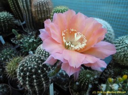 Echinopsis Hybride 014